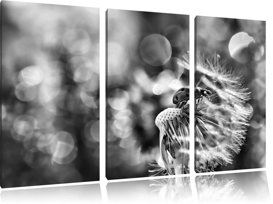 Pixxprint Marienkäfer auf Pusteblume als Leinwandbild/Grösse: 3 Teilig (120x80) cm/Wandbild/Kunstdru