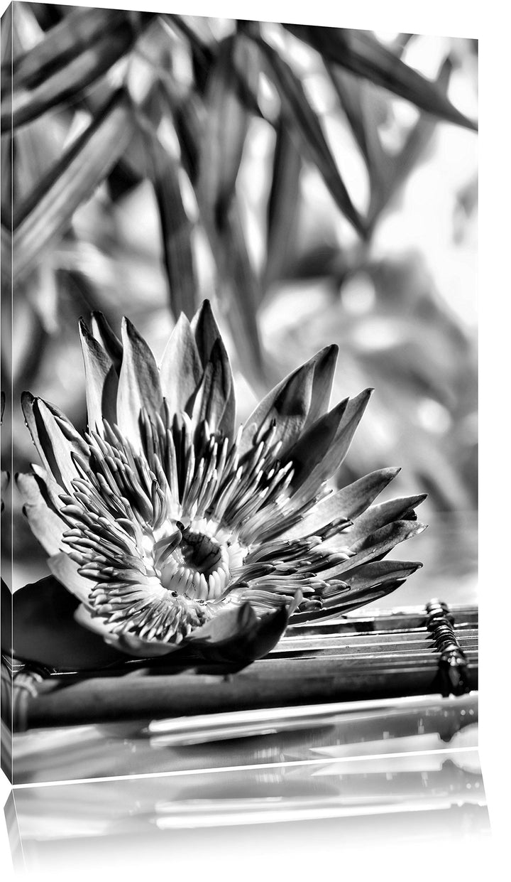 Pixxprint Monocrome, Seerose auf Bambus Wellness, Format: 100x70 auf Leinwand, 100x70