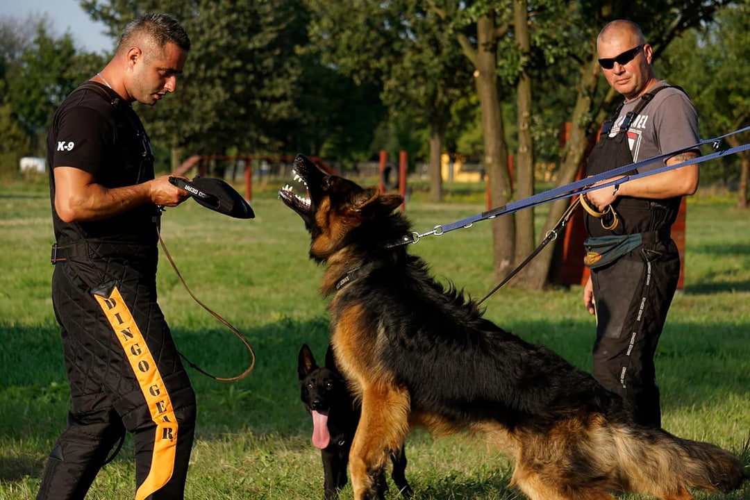 Dingo Gear Beisskissen Keilform Medium Weich aus Baumwolle-Nylon Schwarz IPO IGP K9 Training Ausbild