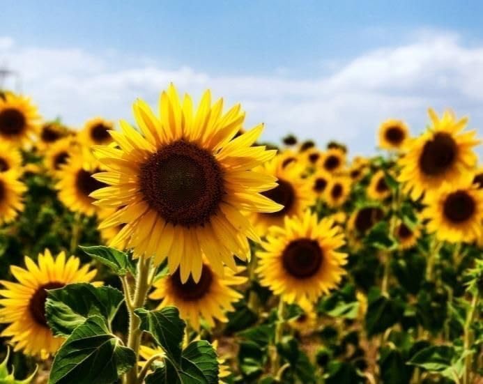 25 kg Sonnenblumenkerne geschält Streufutter Vogelfutter Vögel Wildvögel (25KG, 25000, Gramm) 25.00