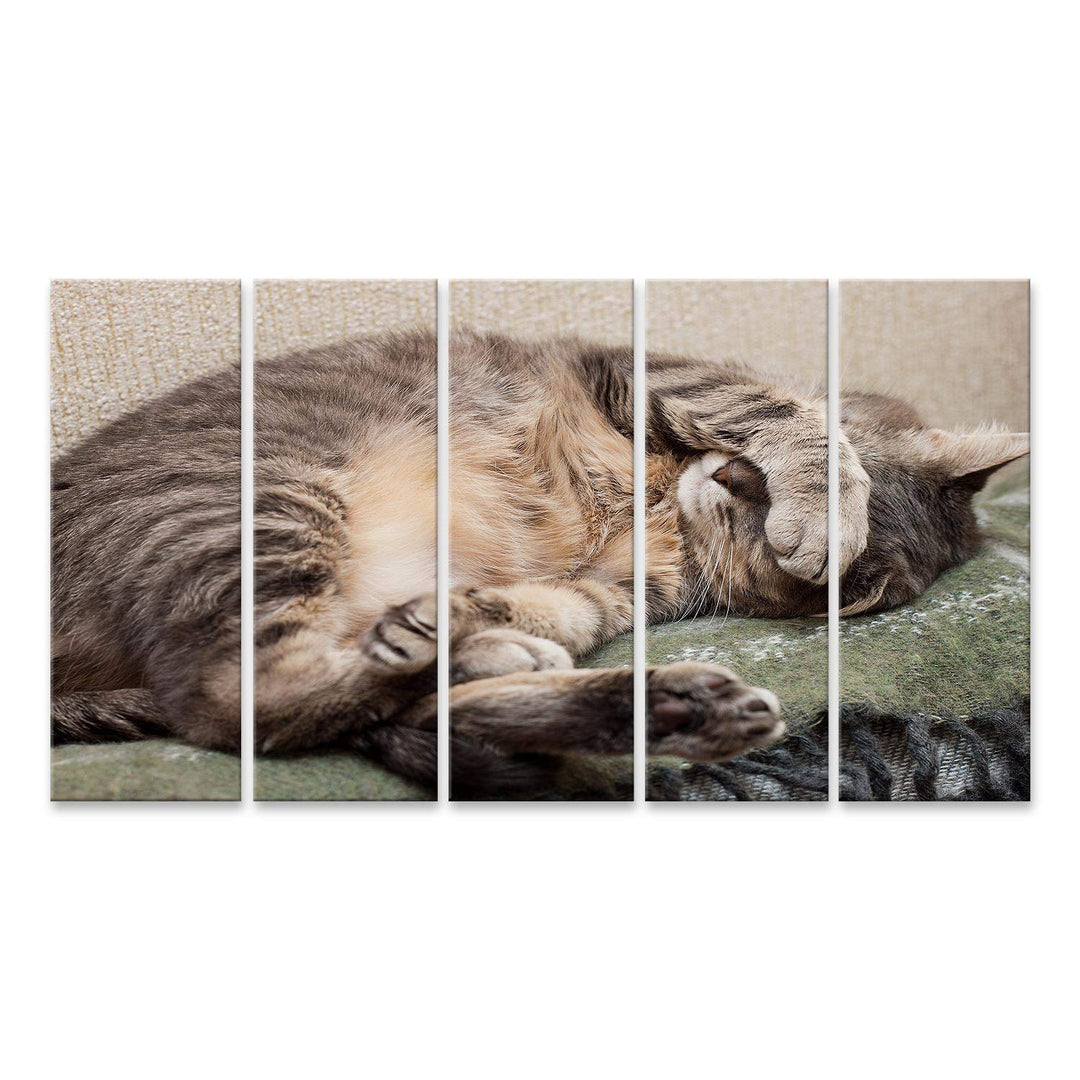 islandburner Bild auf Leinwand Schlafende Katze Bilder Wandbilder Poster 160L x 80B cm, 160L x 80B c