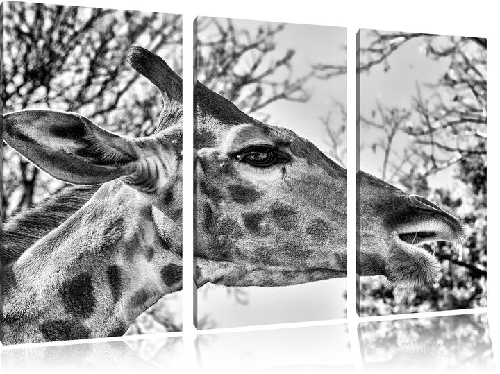 Pixxprint anmutige Giraffe isst als Leinwandbild/Grösse: 3 Teilig (120x80) / Wandbild/Kunstdruck/fer