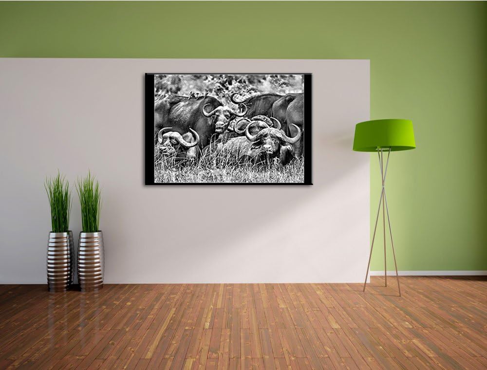 Pixxprint grosse Kaffernbüffel Herde als Leinwandbild/Grösse: 100x70 cm/Wandbild/Kunstdruck/fertig b