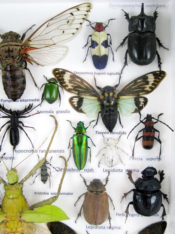 Echte exotische riesige Käfer, Insekten und Krabbler im grossen XXL 3D Schaukasten aus Holz - Insekt