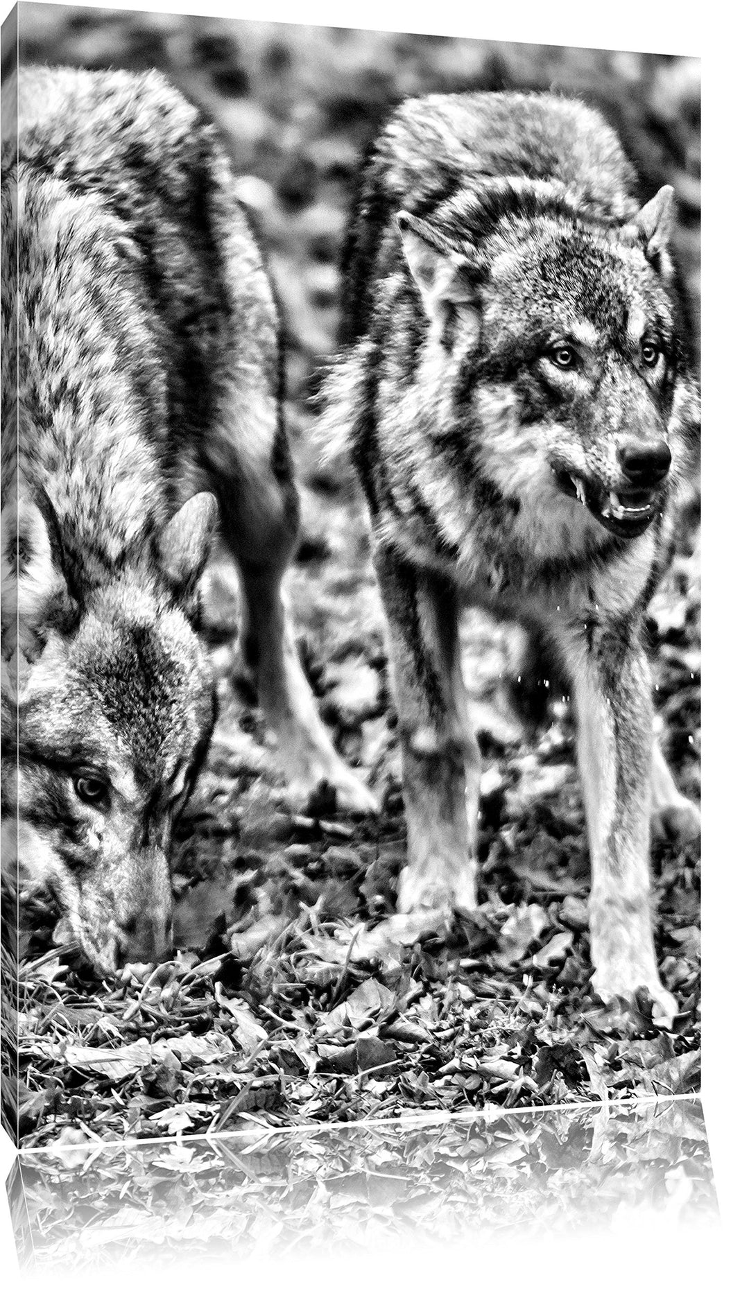 Pixxprint gefährliche Wölfe als Leinwandbild/Grösse: 100x70 / Wandbild/Kunstdruck/fertig bespannt, 1