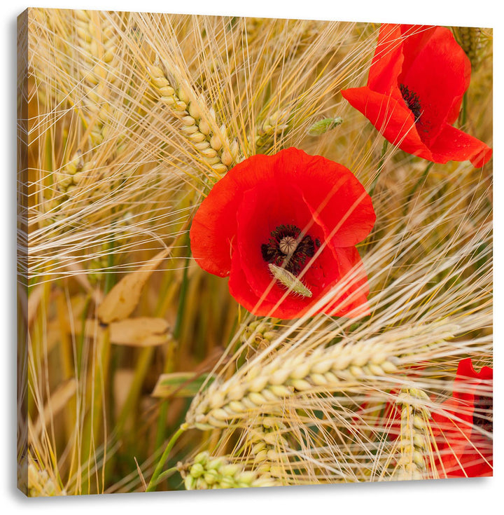 Pixxprint Mohnblumen auf dem Mais-Feld als Leinwandbild/Grösse: 70x70 cm/Wandbild/Kunstdruck/fertig
