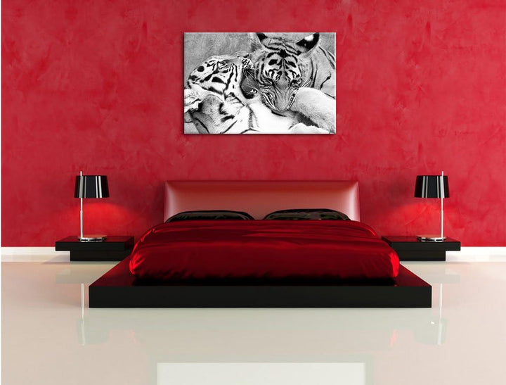 Pixxprint Tiger beim Kämpfen als Leinwandbild/Grösse: 100x70 / Wandbild/Kunstdruck/fertig bespannt,