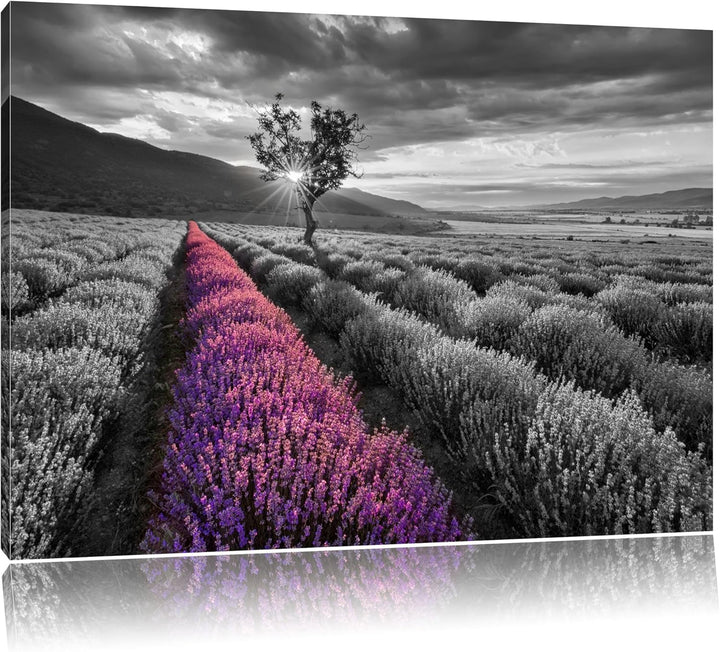 Lavendelfeld mit einsamen Baum schwarz/weiss Format: 100x70 auf Leinwand, XXL riesige Bilder fertig
