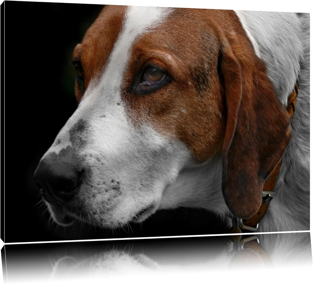 Dark hübscher Hund im Seitenprofilauf Leinwand, XXL riesige Bilder fertig gerahmt mit Keilrahmen, Ku