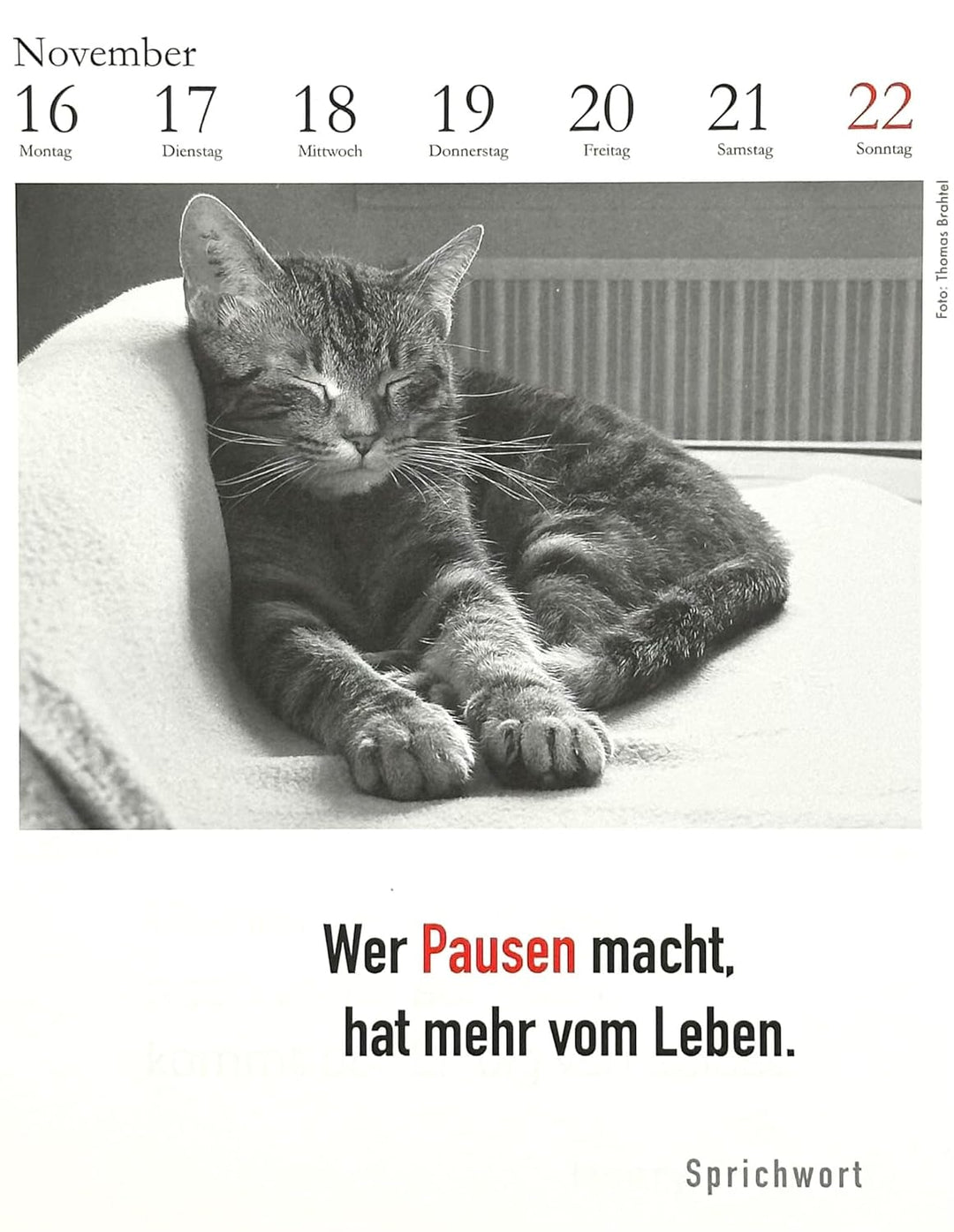 Der literarische Katzenkalender 2026. DAS ORIGINAL!, Spiralbindung