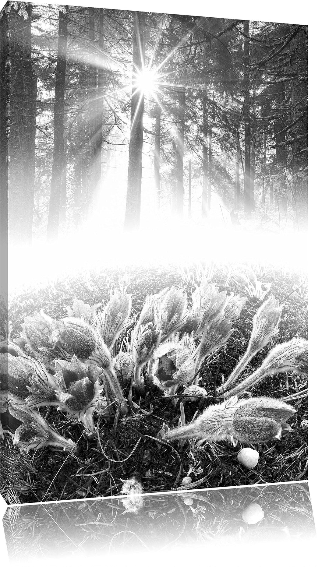 Pixxprint blühende Blumen im Wald / 100x70cm Leinwandbild bespannt auf Holzrahmen/Wandbild Kunstdruc