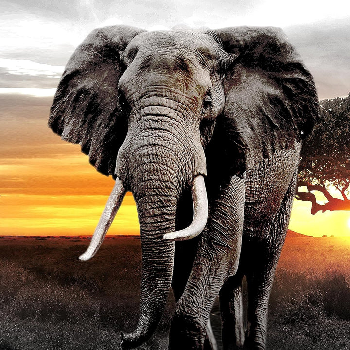 Runa Art Wandbilder Afrika Elefant 5 Teilig Bild auf Vlies Leinwand Deko Wohnzimmer Schlafzimmer Pan