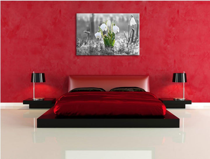 schöne Schneeglöckchen im Morgentau schwarz/weiss Format: 100x70 auf Leinwand, XXL riesige Bilder fe