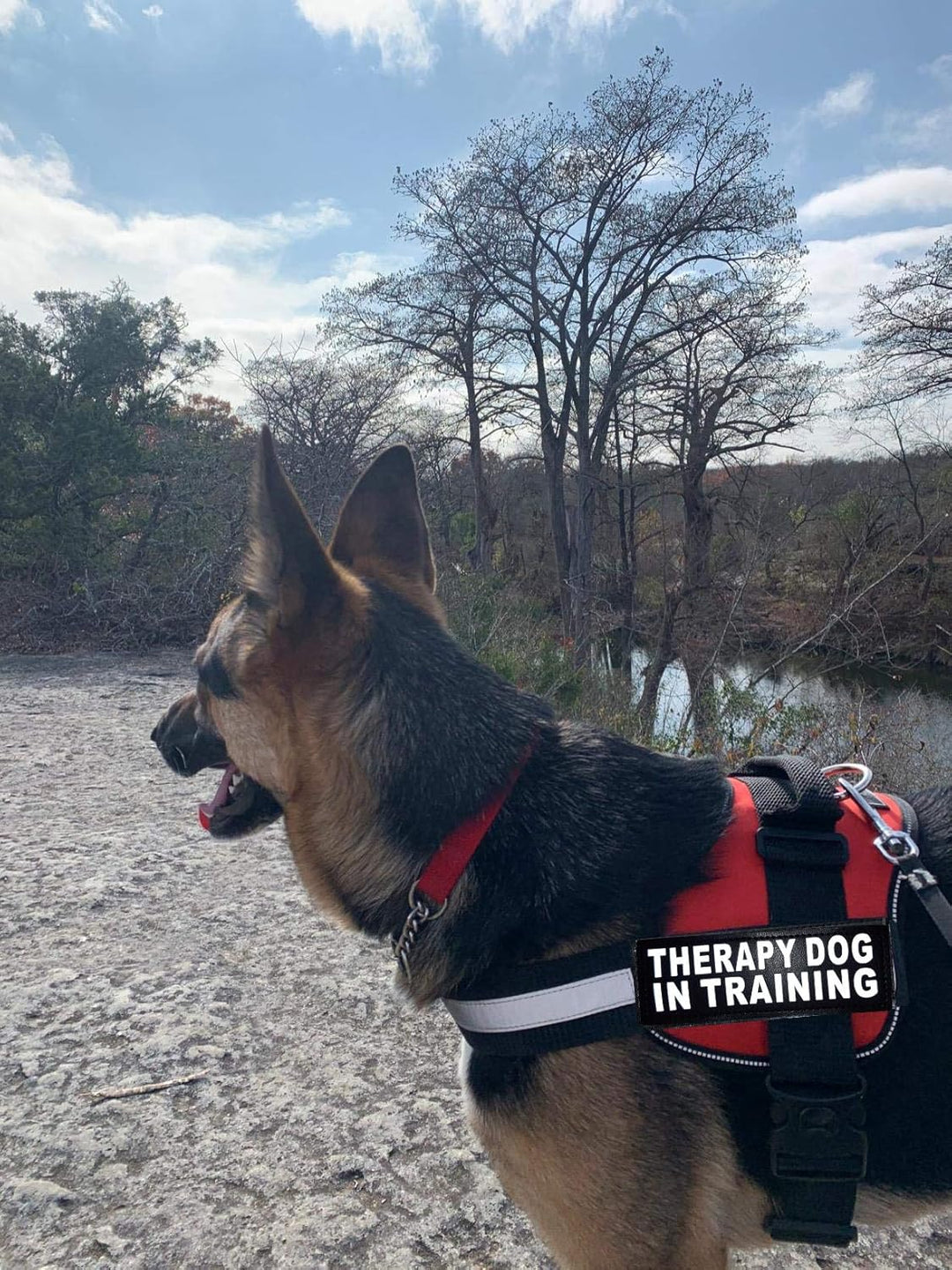 Therapie Hund in Training Nylon Hundegeschirr Hundegeschirr Kauf kommt mit 2 reflektierenden Therapi