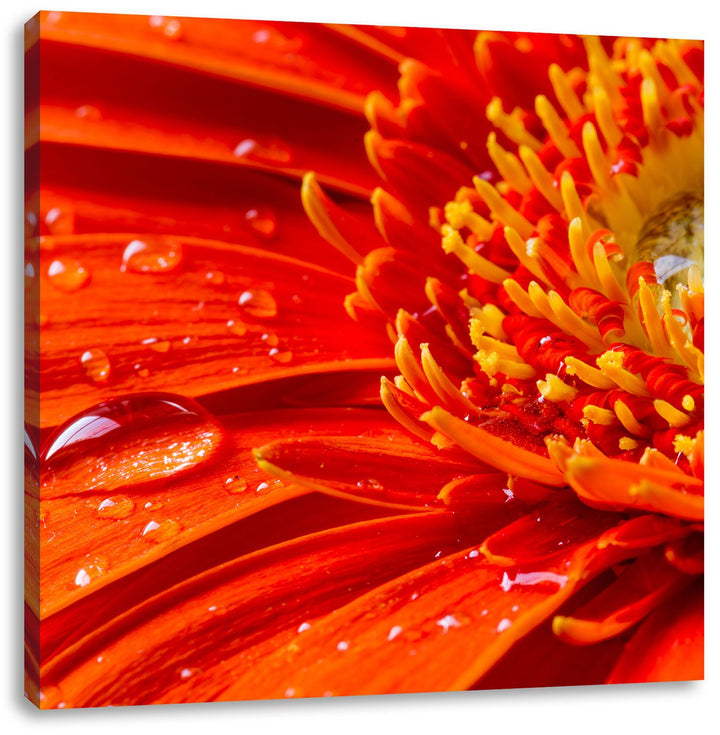 Gerbera mit Wassertropfen, Format: 70x70 auf Leinwand, XXL riesige Bilder fertig gerahmt mit Keilrah