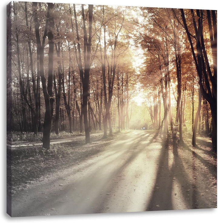 Pixxprint Allee im Herbstlicht schwarz/weiss, Format: 70x70 auf Leinwand, 70x70
