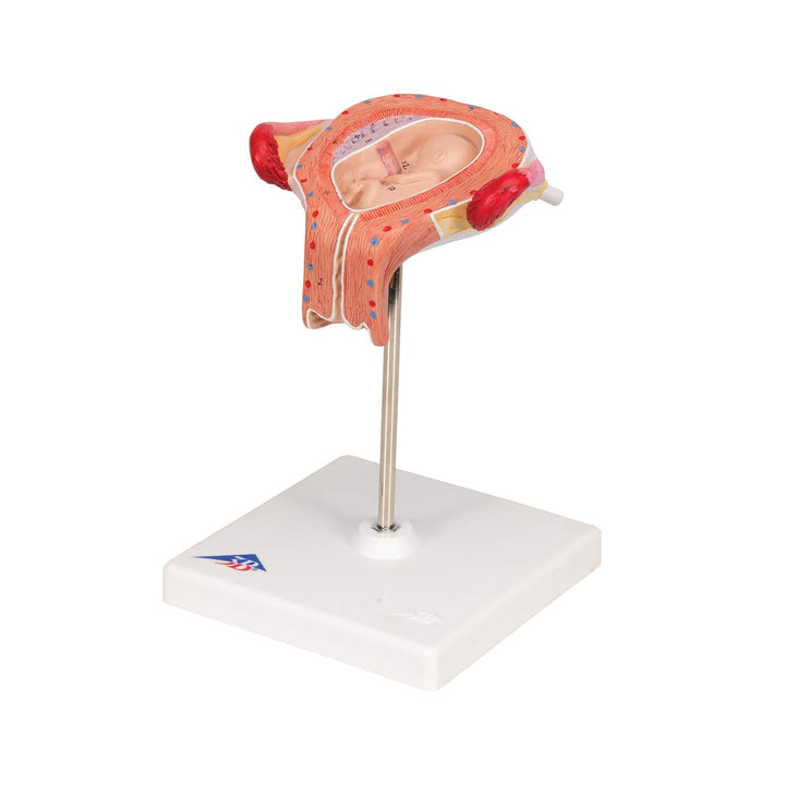 3B Scientific Menschliche Anatomie - Fetus Modell, 3. Monat + kostenlose Anatomie App - 3B Smart Ana