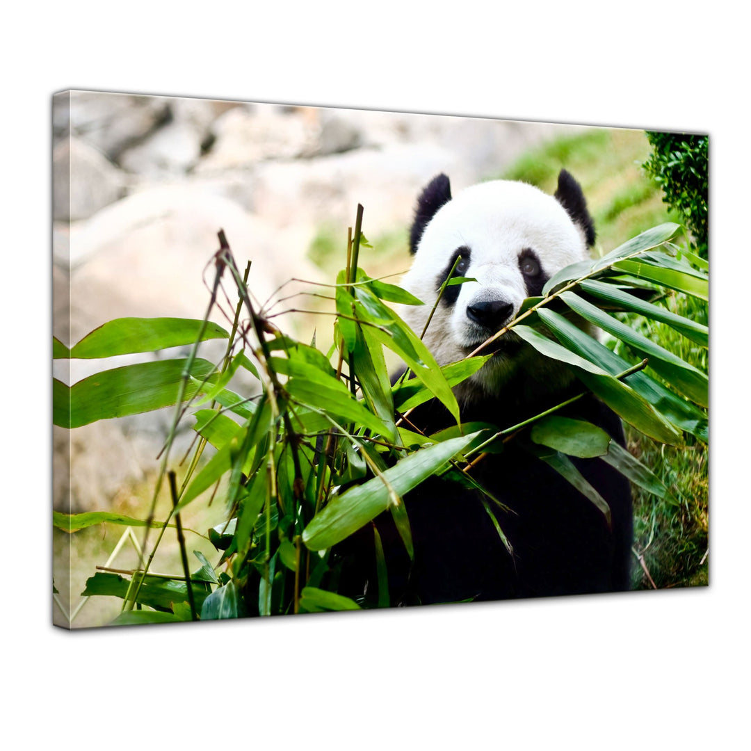 Bilderdepot24 Bild auf Leinwand | Pandabär in 70x50 cm als Wandbild | Wand-deko Dekoration Wohnung m