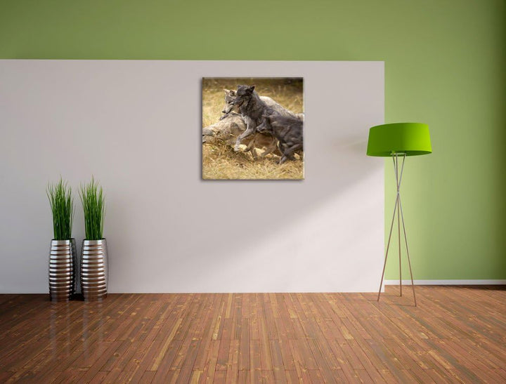 Tobendes Wolfsrudel, Format: 70x70 auf Leinwand, XXL riesige Bilder fertig gerahmt mit Keilrahmen, K