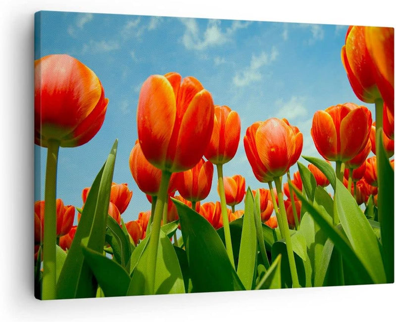 Bilder auf Leinwand Tulpe Blume blauer Himmel Leinwandbild 70x50cm Wandbilder Dekoration Wohnzimmer