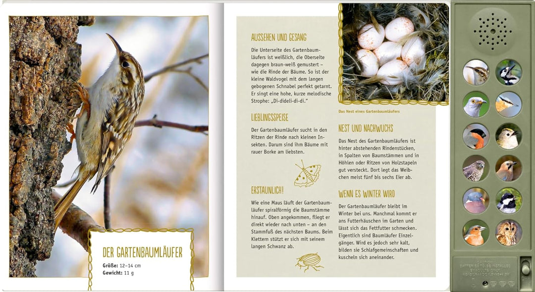 Vögel in unseren Wäldern: Mit 12 echten Tierstimmen: Soundbuch mit 12 bestechend klaren Vogelstimmen
