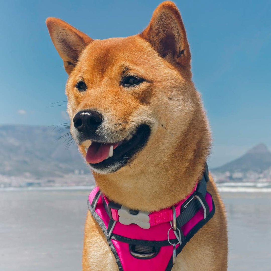 Red Dingo DH-PH-HP-ME Hundegeschirr, gepolstert, Grösse M, Hot Pink hot pink Medium, hot pink Medium