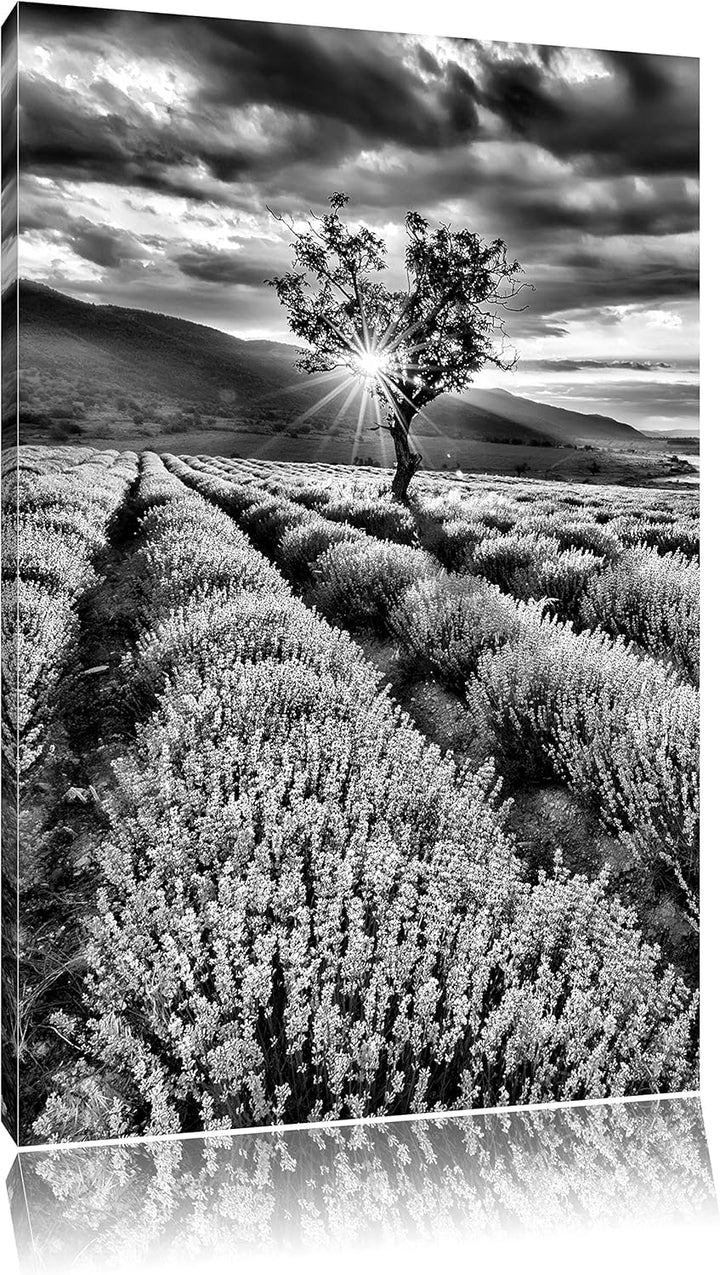 Pixxprint Monocrome, Traumhafte Lavendel Provence mit einsamen Baum, Format: 100x70 auf Leinwand, XX