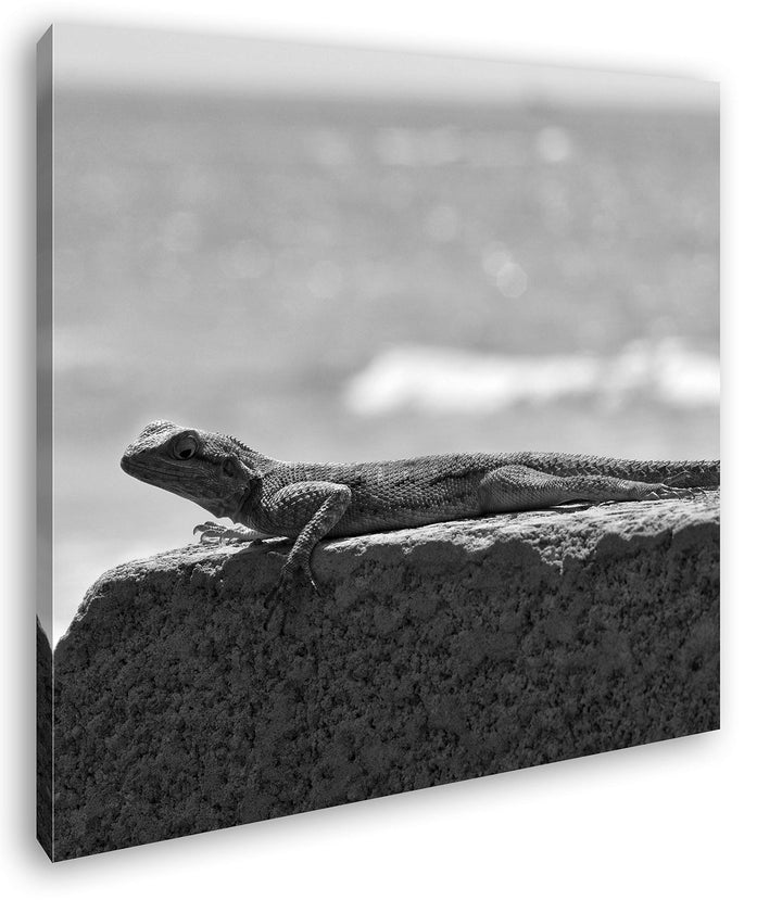deyoli Gecko sonnt Sich Format: 70x70 Effekt: Schwarz&Weiss als Leinwandbild, Motiv auf Echtholzrahm