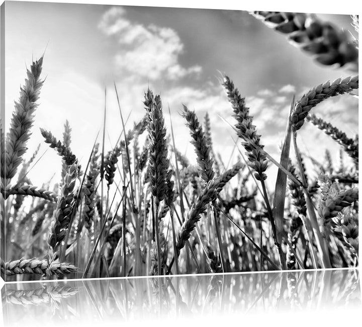 Pixxprint Getreide im Sonnenschein / 100x70cm Leinwandbild bespannt auf Holzrahmen/Wandbild Kunstdru