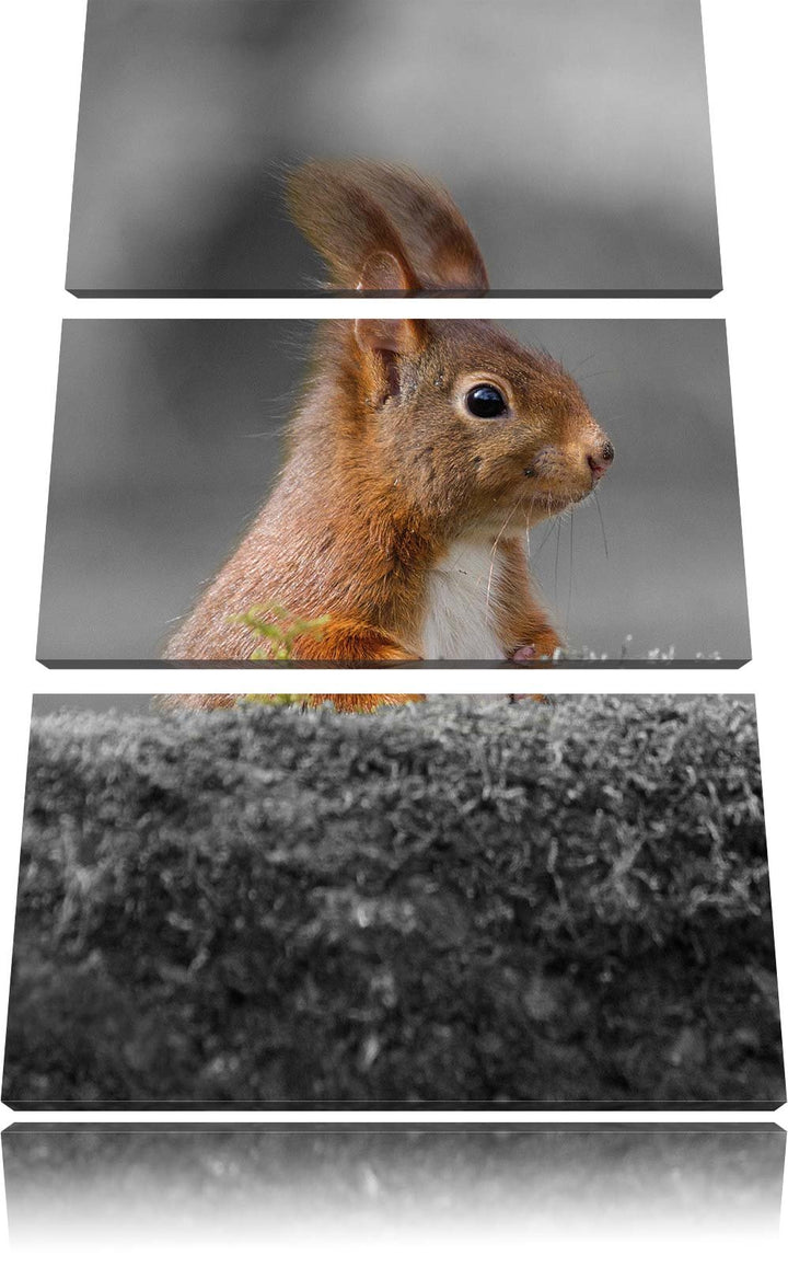 Pixxprint lustiges Eichhörchen hinter Baumstamm schwarz/weiss 3-Teiler Leinwandbild 120x80 Bild auf