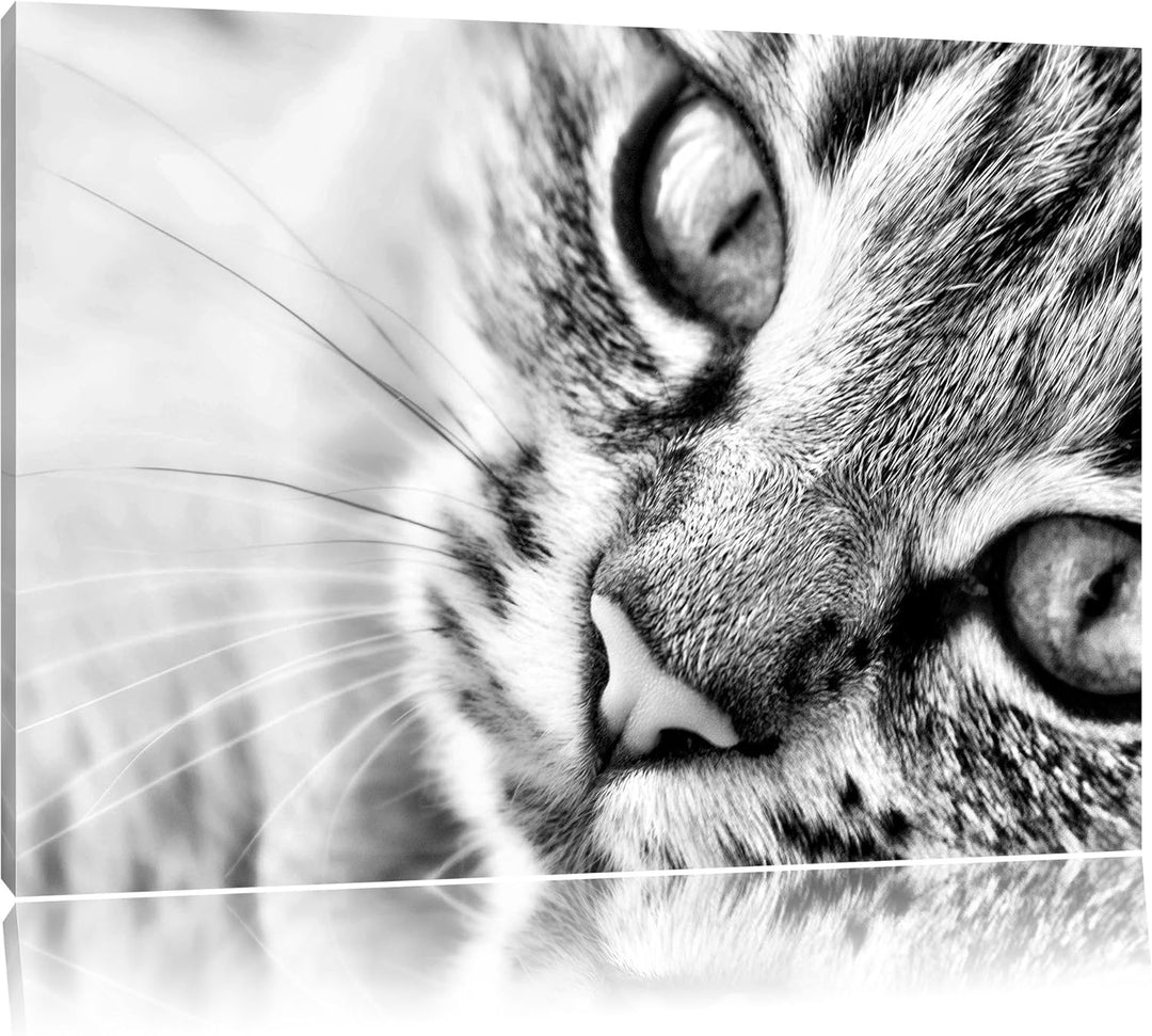 Pixxprint Grosse Katzenaugen / 100x70cm Leinwandbild bespannt auf Holzrahmen/Wandbild Kunstdruck Dek