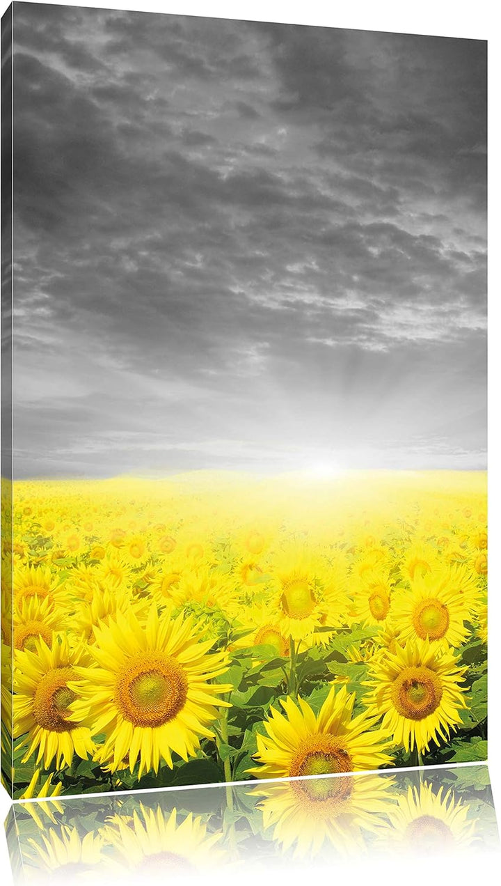 Pixxprint Sonnenblumenfeld bei Sonnenuntergang als Leinwandbild/Grösse: 100x70 / Wandbild/Kunstdruck