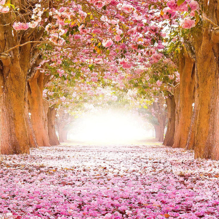 Runa Art Wandbilder Wald Landschaft 5 Teilig Bild auf Vlies Leinwand Deko Schlafzimmer Wohnzimmer Na