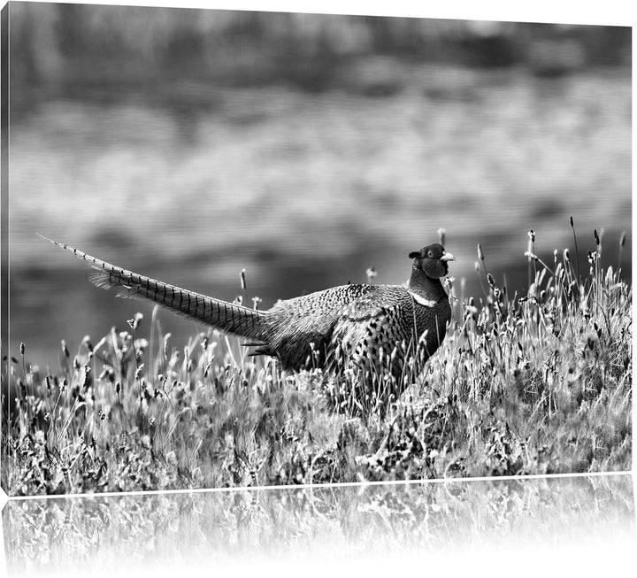 Pixxprint Fasan auf Frühlingswiese / 100x70cm Leinwandbild bespannt auf Holzrahmen/Wandbild Kunstdru