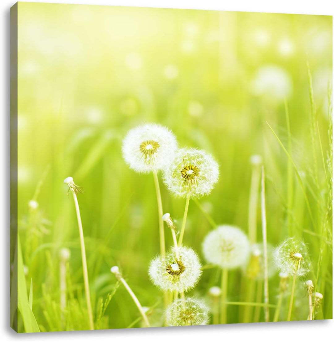 Pixxprint Pusteblumen auf Frühlingswiese als Leinwandbild | Grösse: 70x70 cm | Wandbild| Kunstdruck
