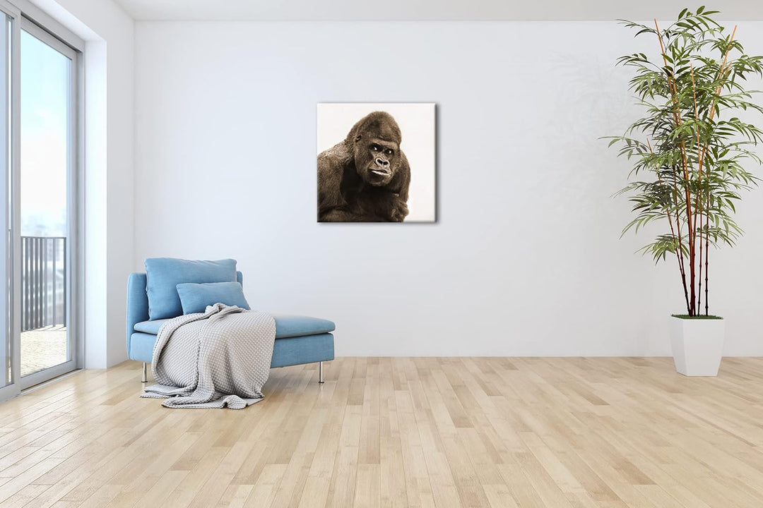 Gorilla Silberrücken Format: 70x70 Effekt: Sepia als Leinwandbild, Motiv fertig gerahmt auf Echtholz