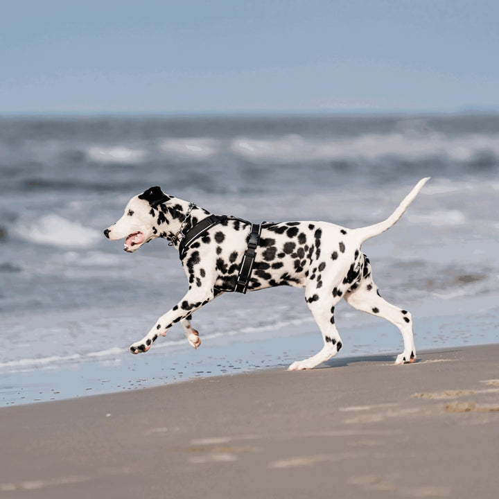 Sprenger Y-Geschirr 2.0 Hundegeschirr, Grösse XS – reflektierend, Softshell-gepolstert, stufenlos ve