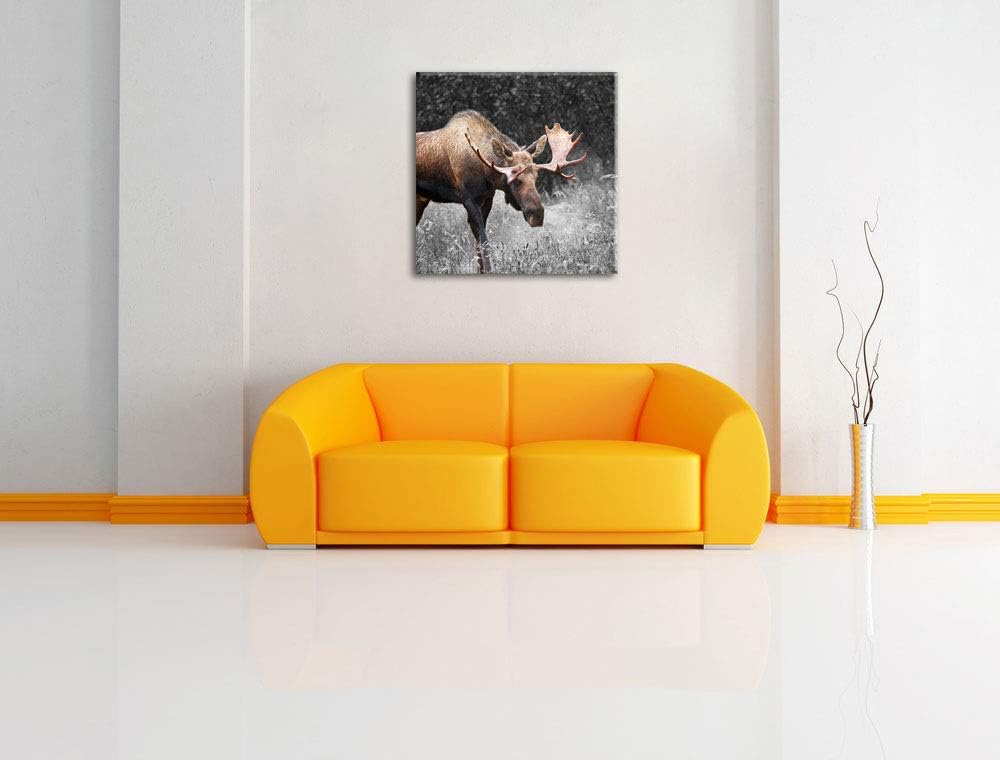 Pixxprint prächtiger Elch auf Wiese als Leinwandbild Quadratisch/Grösse: 70x70 / Wandbild/Kunstdruck