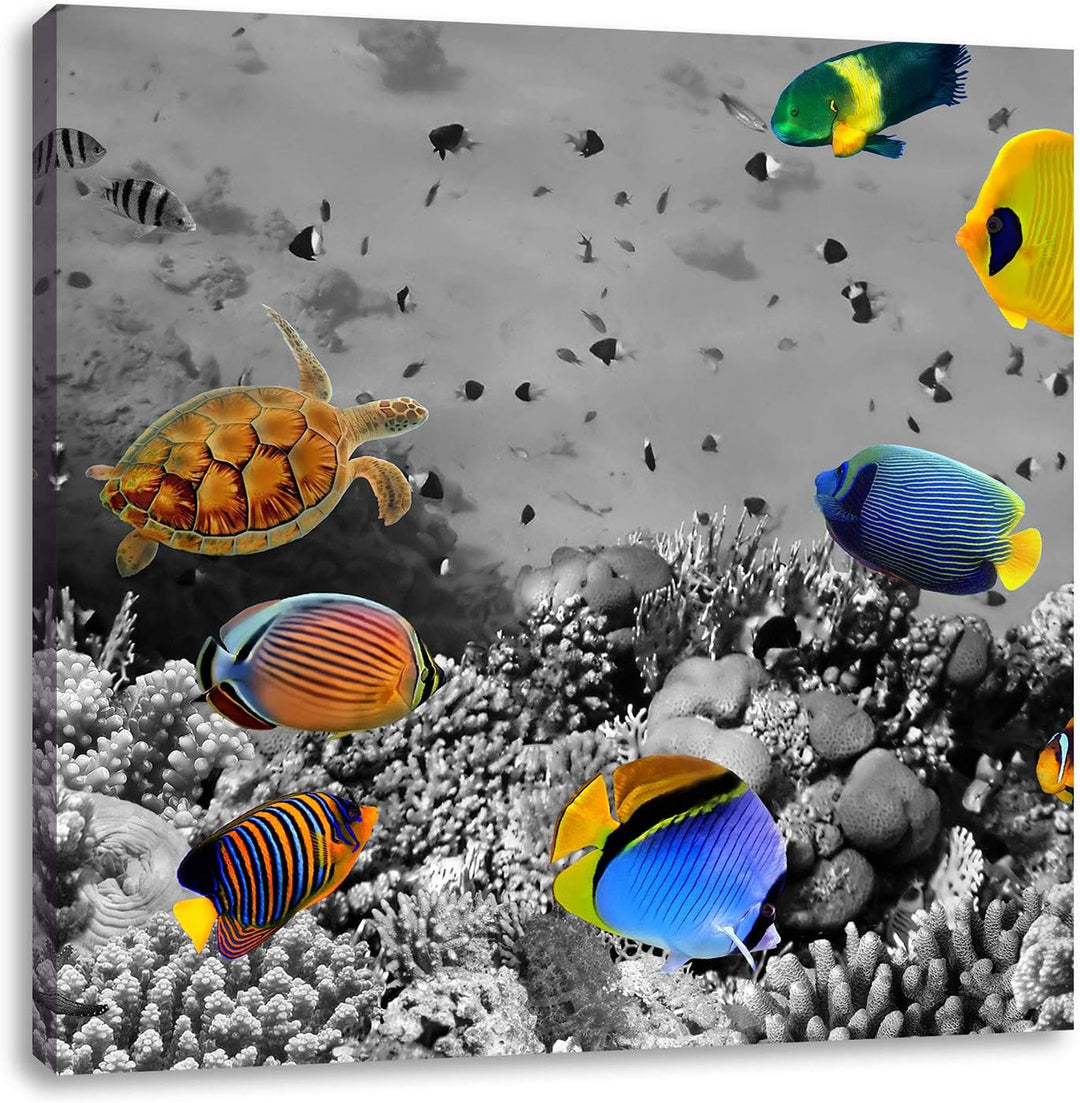 Pixxprint Fischvielfalt über Korallenriff schwarz/weiss, Format: 70x70 auf Leinwand, 70x70