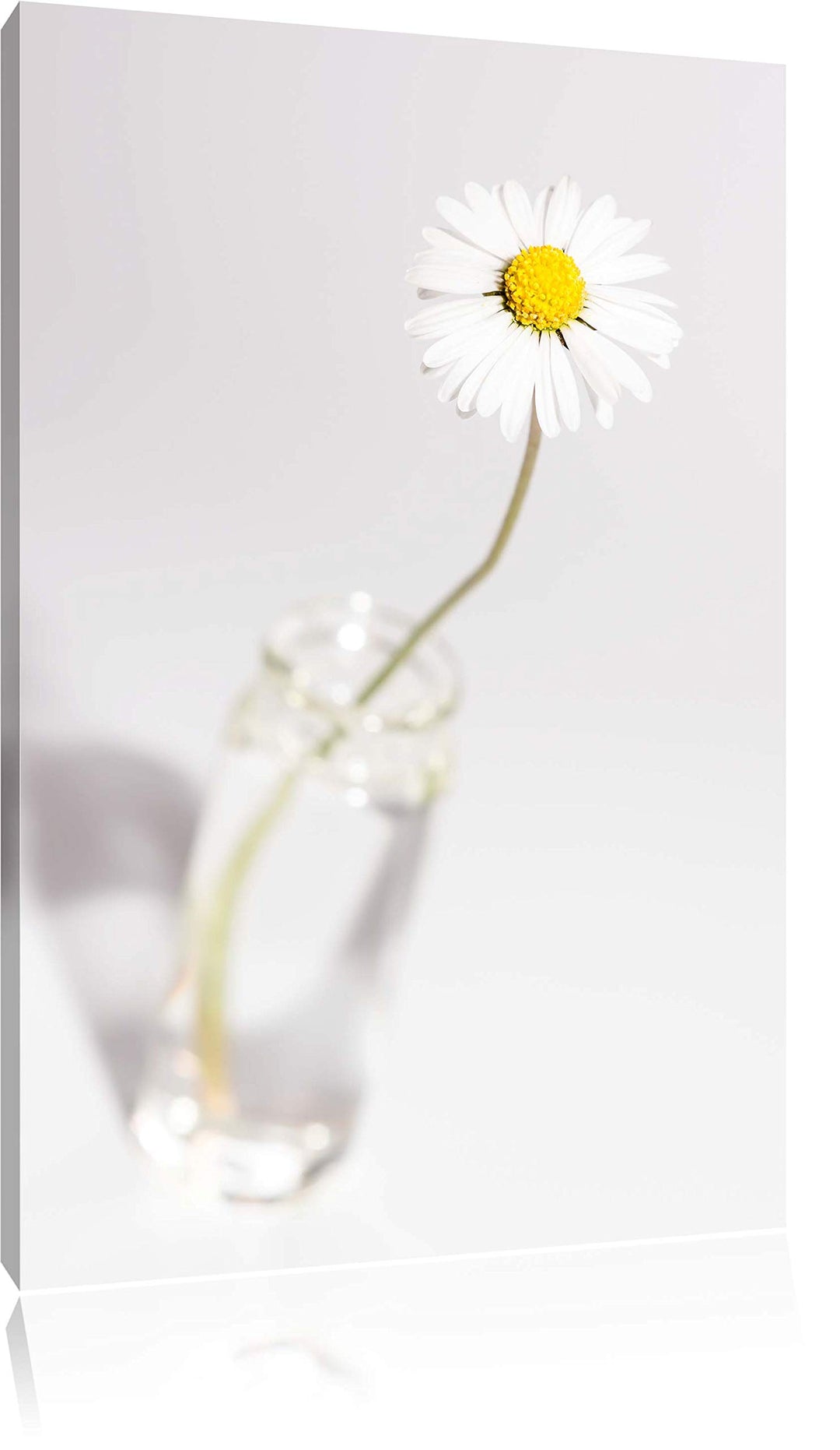 Pixxprint kleines Gänseblümchen im Glas auf Leinwand, XXL riesige Bilder fertig gerahmt mit Keilrahm