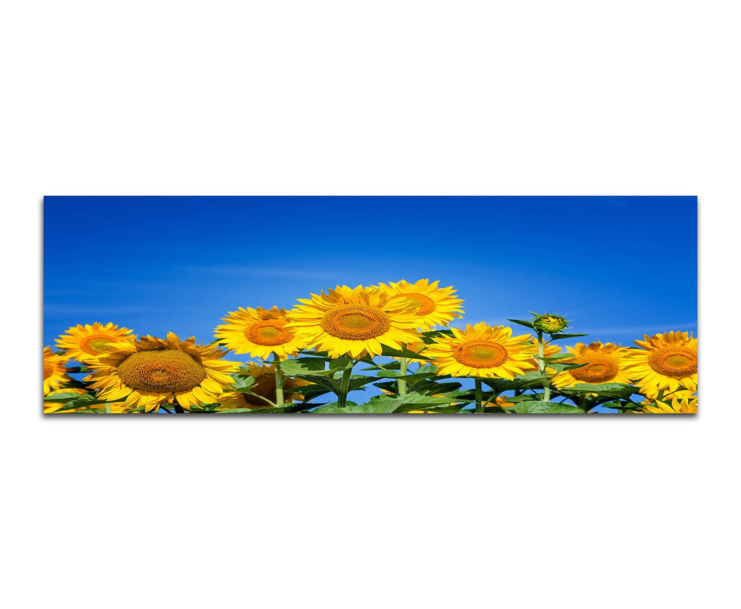 Paul Sinus Art Panoramabild auf Leinwand und Keilrahmen 150x50cm Sonnenblumen Sommer Himmel
