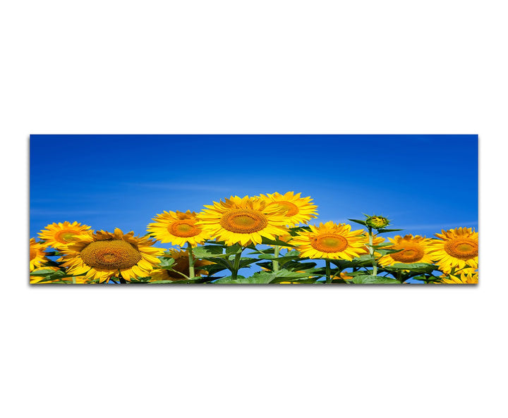 Paul Sinus Art Panoramabild auf Leinwand und Keilrahmen 150x50cm Sonnenblumen Sommer Himmel