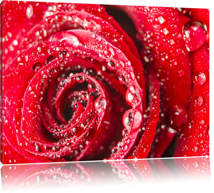 Pixxprint Rose mit Wassertropfen als Leinwandbild/Grösse: 100x70 cm/Wandbild/Kunstdruck/fertig bespa