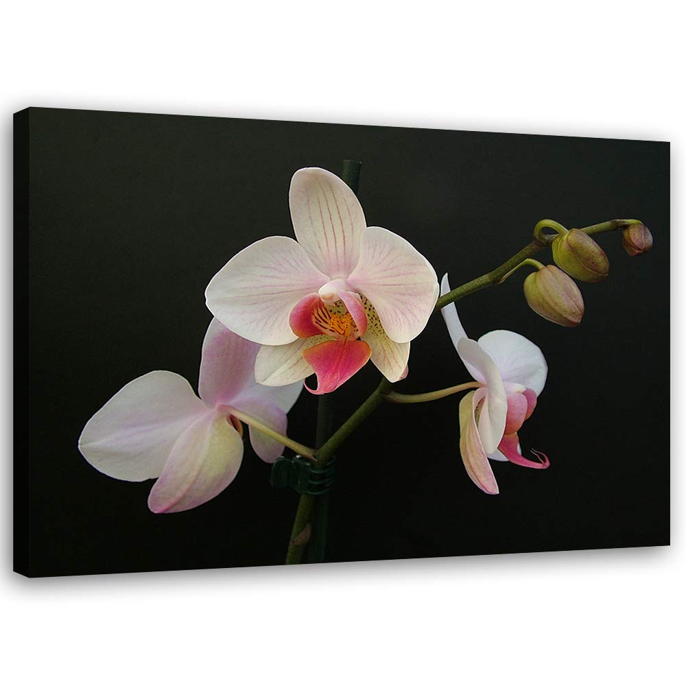 Feeby Wandbild Blumen Druckbild Leinwandbild Orchidee Weiss 100x70 cm Leinwandbild 100x70 cm Weiss_c