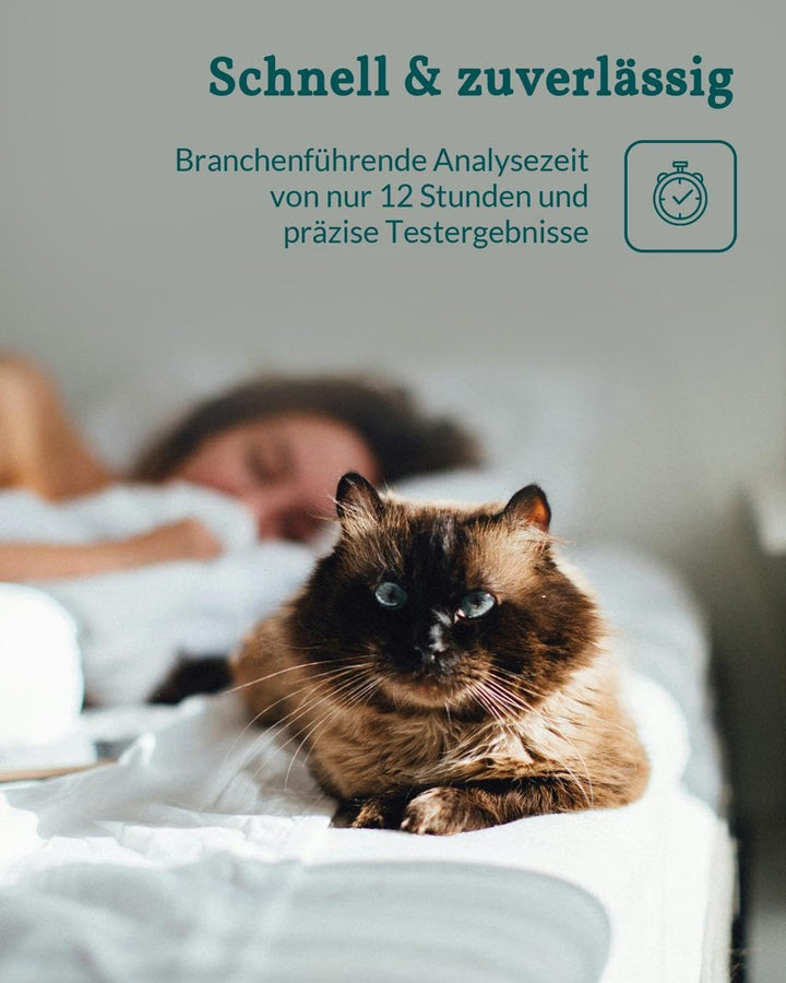 vetevo Giardientest Katze, Test auf Giardien Katze, bei Durchfall, Gewichtsverlust, Erbrechen & Appe