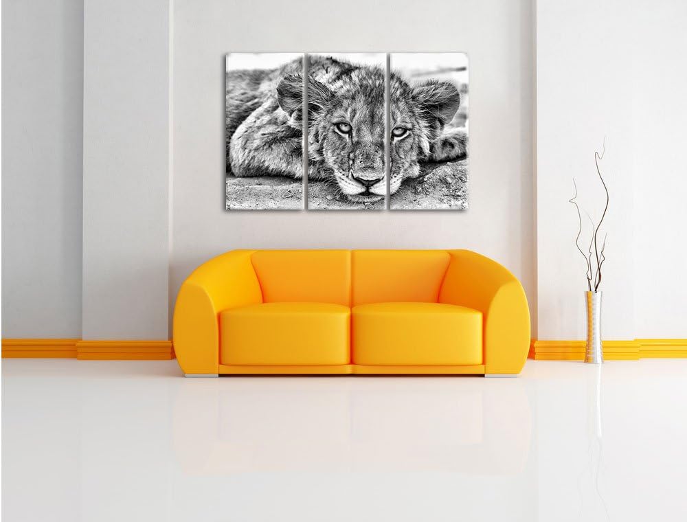 Pixxprint wachsamer junger Löwe als Leinwandbild/Grösse: 3 Teilig (120x80) cm/Wandbild/Kunstdruck/fe