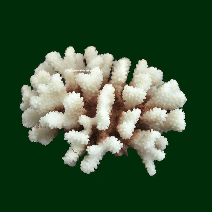 Steinkoralle, 16x 14x 8 cm, SPS, Aquarium Korallen, Stylophora Nachbildung Natur