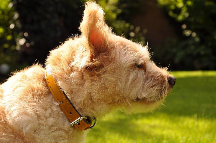 Schnüffelfreunde Halsband für Hunde aus Leder, Hundehalsband für den grossen, mittleren und kleinen