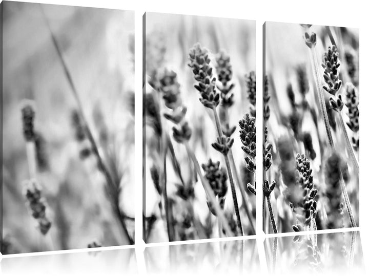 Pixxprint Monocrome, Lavendel im Retro Look 3-Teiler Leinwandbild 120x80 Bild auf Leinwand