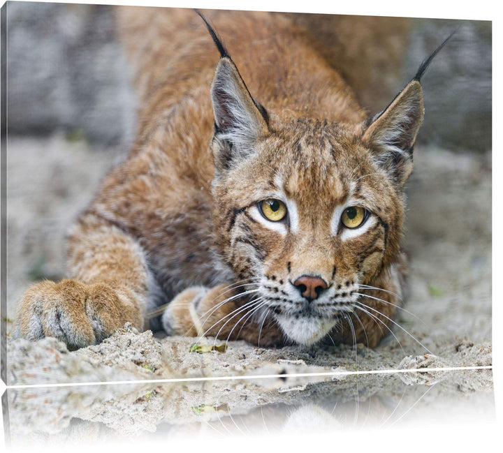 Pixxprint wachsamer Luchs auf Leinwand, XXL riesige Bilder fertig gerahmt mit Keilrahmen, Kunstdruck